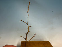 Load image into Gallery viewer, Princess Persimmon-Large
