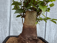 Load image into Gallery viewer, Zelkova, Japanese Grey Bark Elm #17
