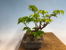 Load image into Gallery viewer, Shishigashira Japanese Maple 016
