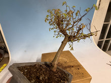 Load image into Gallery viewer, Zelkova, Japanese Grey Bark Elm 012
