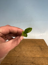 Load image into Gallery viewer, Japanese Gardenia Bare Root
