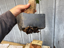 Load image into Gallery viewer, Trident Maple #21
