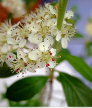 Load image into Gallery viewer, Pourthiaea Villosa, Kamatuka, Christmas Berry
