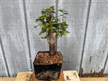 Load image into Gallery viewer, Zelkova, Japanese Grey Bark Elm #9
