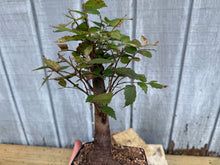 Load image into Gallery viewer, Zelkova, Japanese Grey Bark Elm #14
