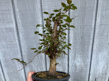 Load image into Gallery viewer, Korean Hornbeam, Carpinus Koreana
