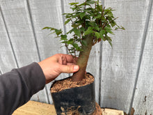 Load image into Gallery viewer, Zelkova, Japanese Grey Bark Elm #12
