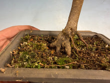 Load image into Gallery viewer, Japanese Maple 002

