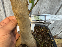 Load image into Gallery viewer, Trident Maple #46
