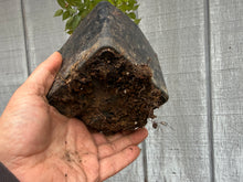 Load image into Gallery viewer, Zelkova, Japanese Grey Bark Elm #6
