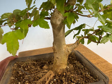 Load image into Gallery viewer, Trident Maple 027
