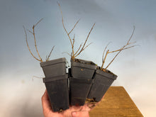 Load image into Gallery viewer, Japanese Pomegranate-Only 3 left
