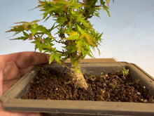 Load image into Gallery viewer, Kotohime Japanese Maple-013
