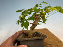 Load image into Gallery viewer, Trident Maple 017
