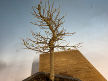 Load image into Gallery viewer, Chinese Hackberry, Celtis 001
