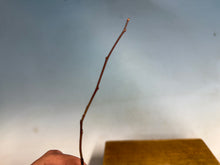 Load image into Gallery viewer, Pourthiaea Villosa, Kamatuka, Christmas Berry
