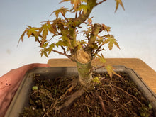 Load image into Gallery viewer, Kotohime Japanese Maple-011
