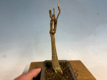 Load image into Gallery viewer, Japanese Wisteria 009-old one!
