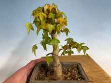 Load image into Gallery viewer, Trident Maple 019

