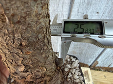 Load image into Gallery viewer, Chinese Elm #1
