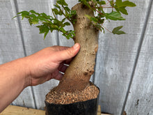 Load image into Gallery viewer, Trident Maple #41
