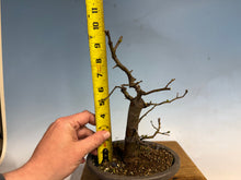 Load image into Gallery viewer, Chinese Quince 003
