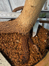 Load image into Gallery viewer, Trident Maple #16
