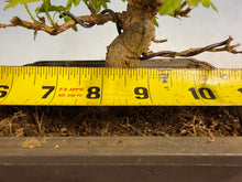 Load image into Gallery viewer, Trident Maple 013
