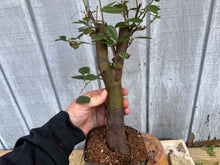 Load image into Gallery viewer, Chinese Quince #10
