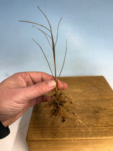 Load image into Gallery viewer, Japanese Beautyberry, Cutting Grown, Bare Root
