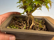 Load image into Gallery viewer, Kotohime Japanese Maple-015
