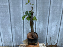 Load image into Gallery viewer, Chinese Quince #3
