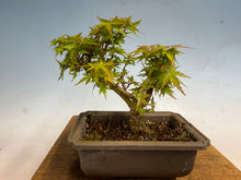 Load image into Gallery viewer, Kotohime Japanese Maple-012
