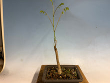 Load image into Gallery viewer, Japanese Wisteria 008
