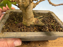 Load image into Gallery viewer, Trident Maple 011
