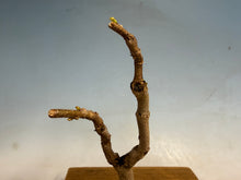 Load image into Gallery viewer, Japanese Wisteria 003
