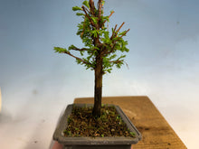 Load image into Gallery viewer, Dawn Redwood 003
