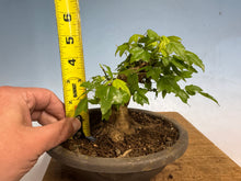 Load image into Gallery viewer, Trident Maple 020

