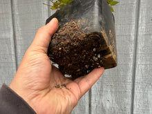 Load image into Gallery viewer, Zelkova, Japanese Grey Bark Elm #8
