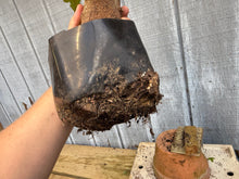 Load image into Gallery viewer, Trident Maple #42
