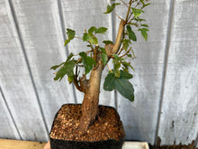 Load image into Gallery viewer, Trident Maple #18
