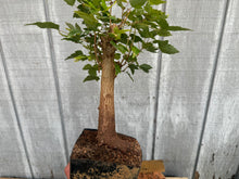 Load image into Gallery viewer, Trident Maple #37
