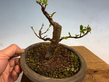 Load image into Gallery viewer, Chinese Quince 001
