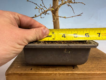 Load image into Gallery viewer, Zelkova, Japanese Grey Bark Elm 001
