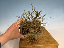 Load image into Gallery viewer, Chinese Hackberry, Celtis 001
