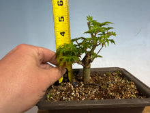 Load image into Gallery viewer, Shishigashira Japanese Maple 008
