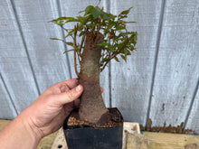 Load image into Gallery viewer, Zelkova, Japanese Grey Bark Elm #18
