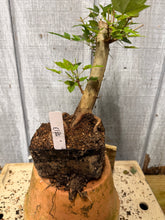 Load image into Gallery viewer, Trident Maple #13
