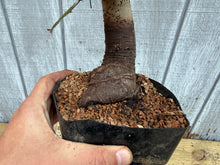 Load image into Gallery viewer, Zelkova, Japanese Grey Bark Elm #15
