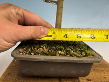 Load image into Gallery viewer, Chinese Hackberry, Celtis 002
